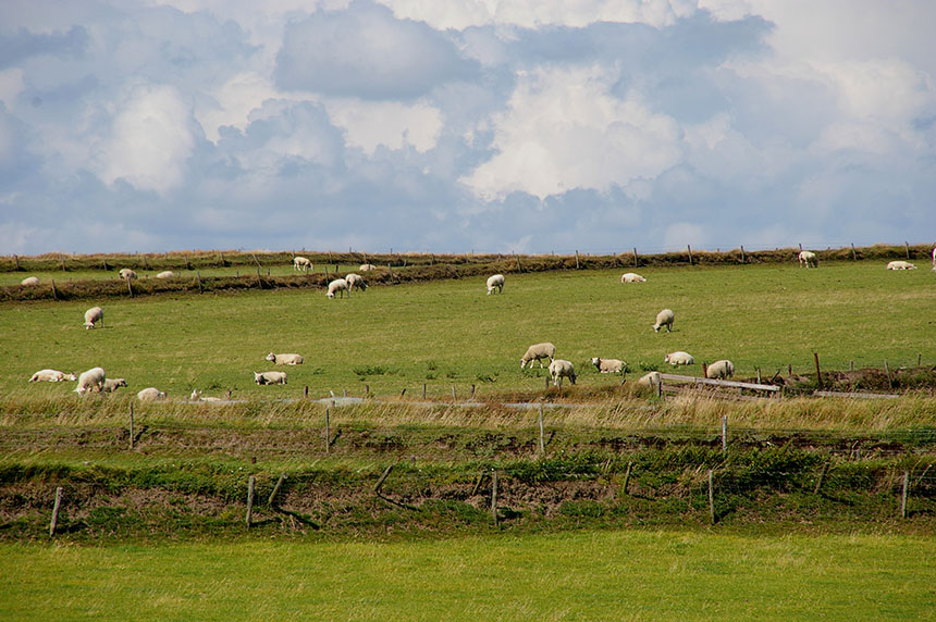 fitis hoge berg met schapen 0807 sd