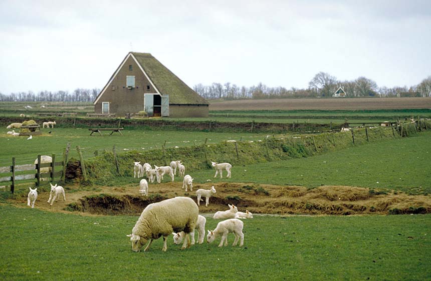 fitis pcd02064 schapen boet